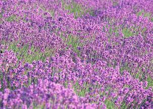 欧美花海美景图片大全,缤纷绽放的春日画卷